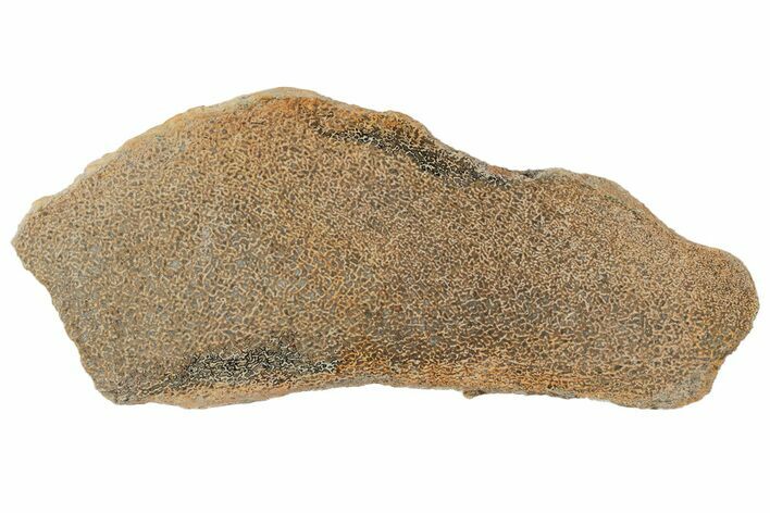 Polished Dinosaur Bone (Gembone) Slab - Morocco #189773